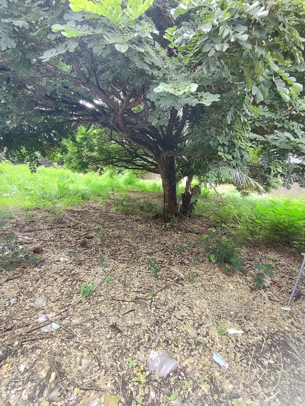 Terreno Magisterio